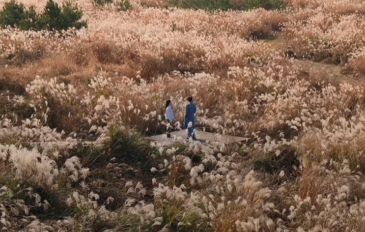 Solteiros Nunca Mais: onde fica o campo de capim da escolha final, em Jeju